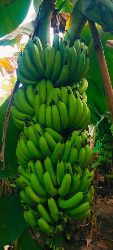 Cavendish Bananas from India from India